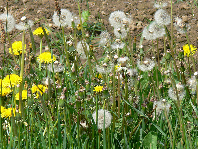 Löwenzahn und Pusteblumen