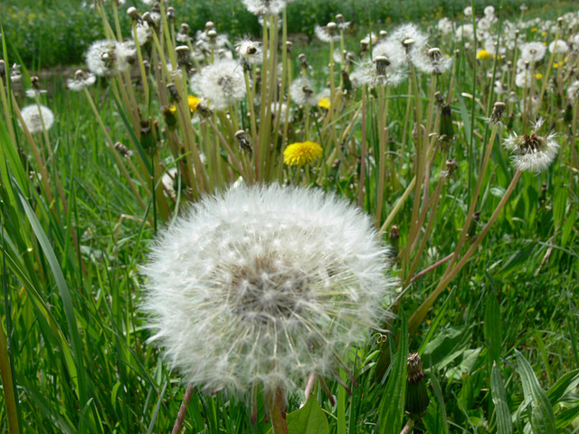 Löwenzahn und Pusteblumen