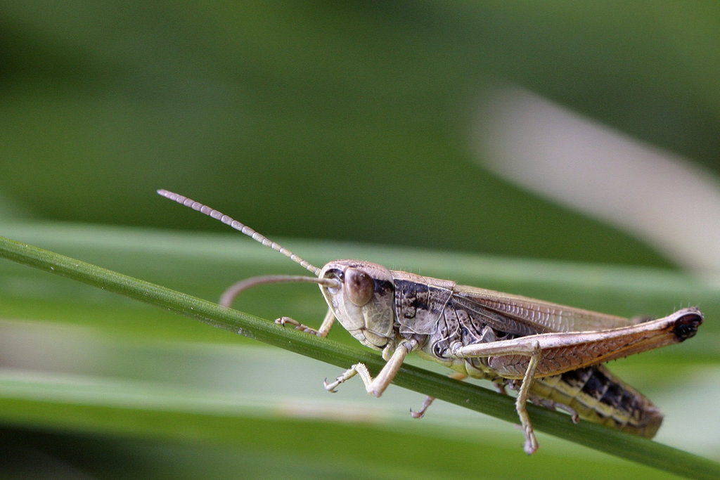 Le profil de Jiminy