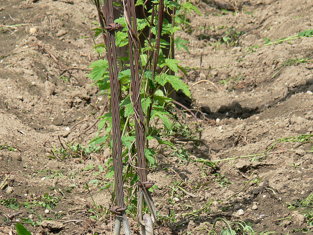 Hopfenfeld - Mai 2010 - hop - du houblon