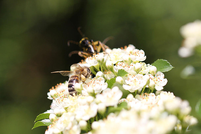 20100616 5434Mw [D~LIP] Honigbiene, Gefleckter Schmalbock (Strangalia maculata), Bad Salzufeln