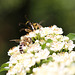 20100616 5434Mw [D~LIP] Honigbiene, Gefleckter Schmalbock (Strangalia maculata), Bad Salzufeln