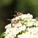 20100616 5435Mw [D~LIP] Honigbiene, Gefleckter Schmalbock (Strangalia maculata), Bad Salzufeln