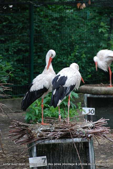 Il n'y a pas de zoo de l'Orangerie ....3