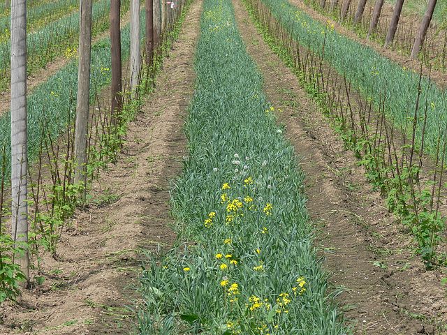 Hopfenfeld - Mai 2010 - hop - du houblon