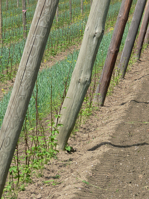 Hopfenfeld - Mai 2010 - hop - du houblon