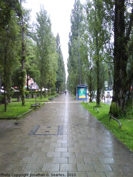 Trees on Leopoldstrasse, Munchen (Munich), Bayern, Germany, 2010