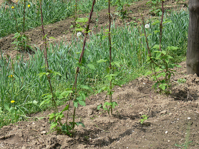 Hopfenfeld - Mai 2010 - hop - du houblon