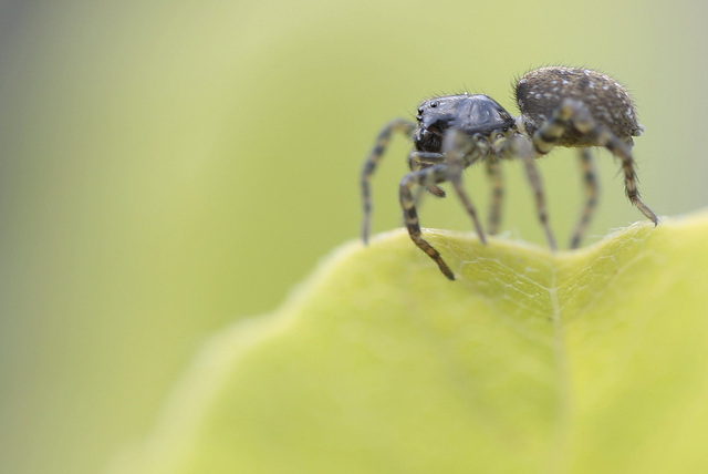 araignée (arctosa figurata )