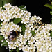 20100616 5530Mw [D~LIP] Gefleckter Schmalbock (Strangalia maculata), Hummel, Bad Salzufeln