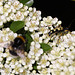 20100616 5533Mw [D~LIP] Gefleckter Schmalbock (Strangalia maculata), Hummel, Bad Salzufeln