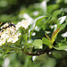 20100616 5574Mw [D~LIP] Gefleckter Schmalbock (Strangalia maculata), Bad Salzufeln