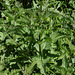 Ortie- Urtica  (2)