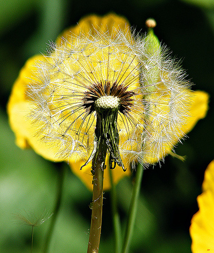 Dandelion