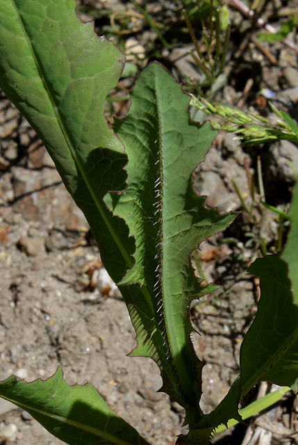 Lactuca serriola (3)