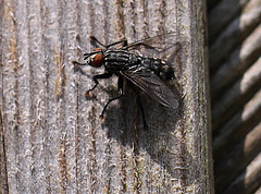 20100521 4040Mw [D~LIP] Graue Fleischfliege, Bad Salzuflen