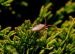 20100521 4043Maw Lederwanze (Coreus marginatus)