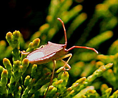 20100521 4044Maw Lederwanze (Coreus marginatus)