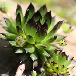 20100521 4054Mw [D~LIP] Dach-Hauswurz (Sempervivum tectorum), Bad Salzuflen