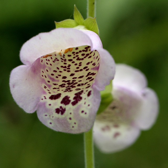 Digitalis purpurea