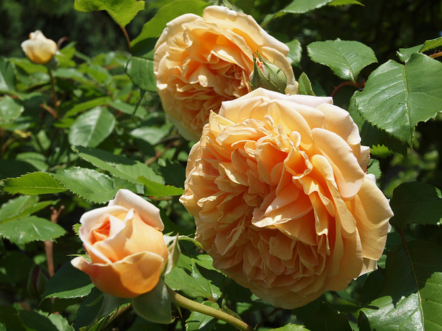 Strauchrose Crown Princess Margareta