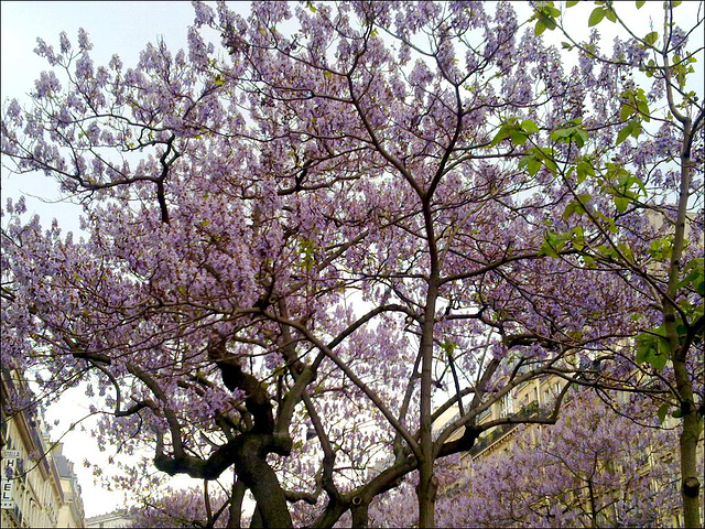 Les paulownias de l'avenue Carnot