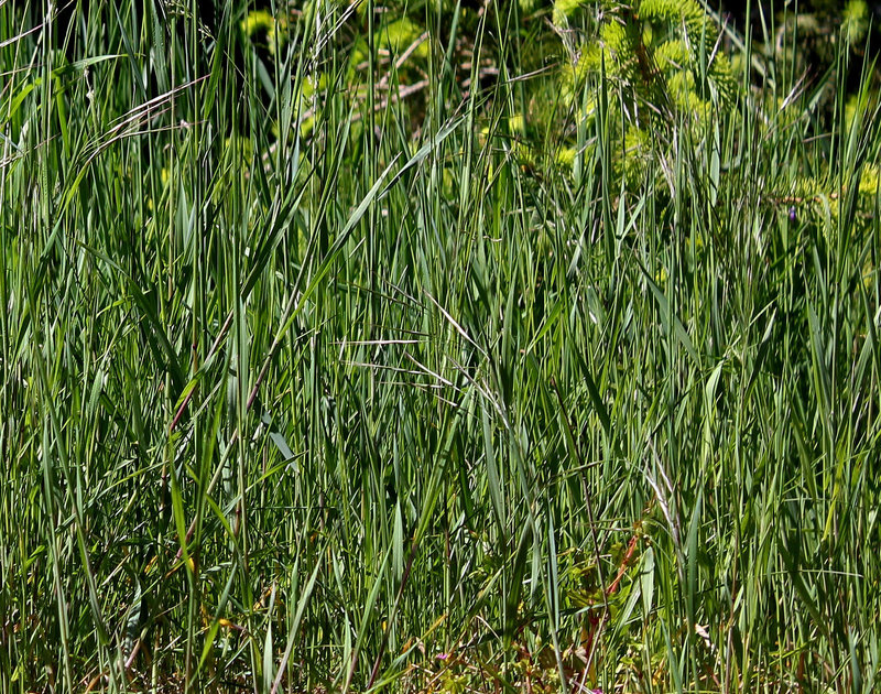 Bromus ramosus