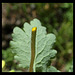 Chelidonium majus