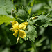 Chelidonium majus (2)