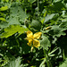 Chelidonium majus (3)