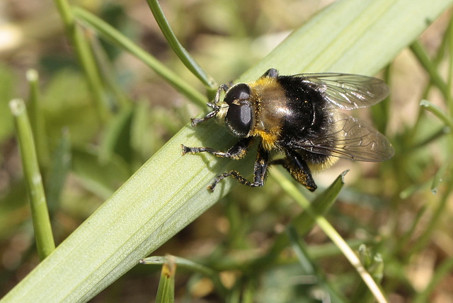 Merodon equestris