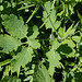 Chelidonium majus (4)