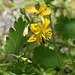 Chelidonium majus (5)