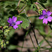 Geranium pyrenaïcum