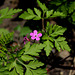 Geranium robertianum