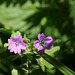 Geranium rotundifolium