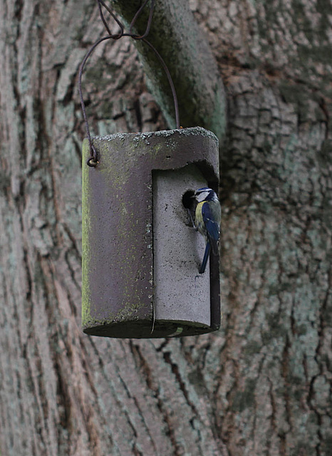 20100521 4067Mw [D~LIP] Blaumeise, Landschaftsgarten, Bad Salzuflen