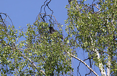 20100521 4071Aw [D~LIP] Rabenbkrähe, Birke, Landschaftsgarten, Bad Salzuflen