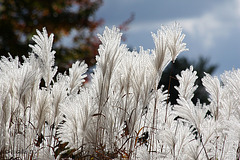 Plantes argentées