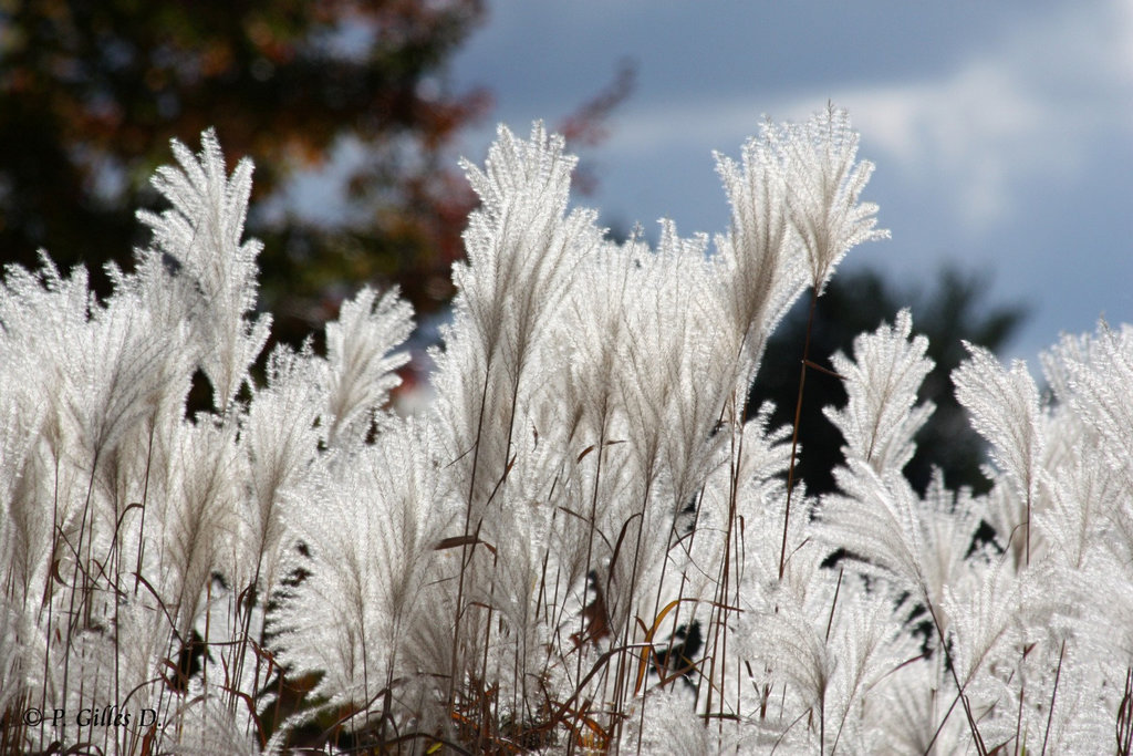 Plantes argentées