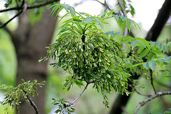 20100521 4081Aw [D~LIP] Baumfrüchte, Landschaftsgarten, Bad Salzuflen