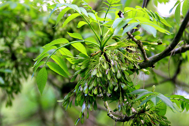 20100521 4082Aw [D~LIP] Baumfrüchte, Landschaftsgarten, Bad Salzuflen