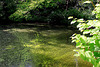 20100521 4083Aw [D~LIP] Kleiner Teich, Landschaftsgarten, Bad Salzuflen