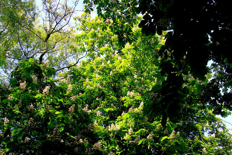 20100521 4085Aw [D~LIP] Kastanie (Castanea sativa), Landschaftsgarten, Bad Salzuflen