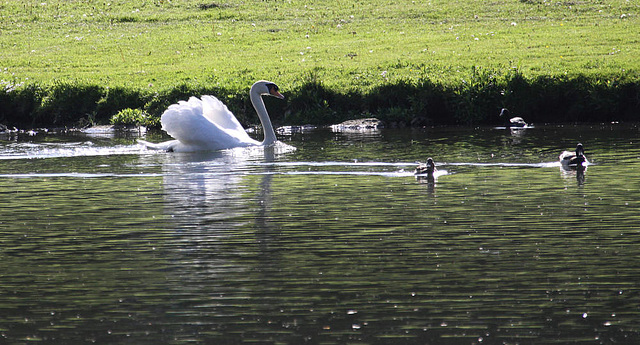 20100521 4092Aw [D~LIP] Höckerschwan (Cygnus olar) mit Nachwuchs, Landschaftsgarten, Bad Salzuflen