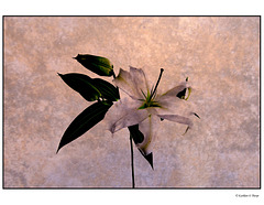 Asiatic Lily stone texture