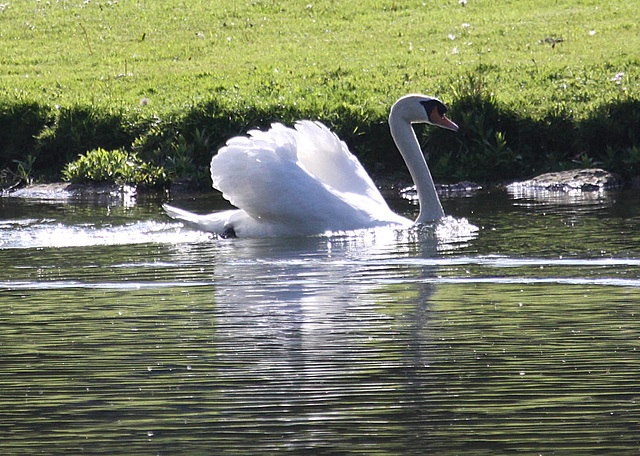 20100521 4093Aw [D~LIP] Höckerschwan (Cygnus olar), Landschaftsgarten, Bad Salzuflen