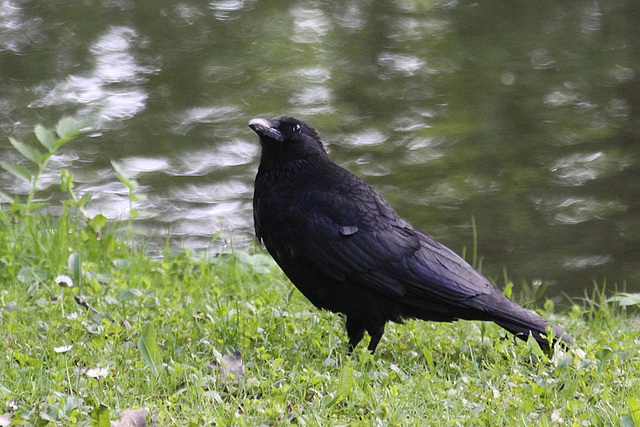 20100521 4101Aw [D~LIP] Rabenkrähe, Landschaftsgarten, Bad Salzuflen