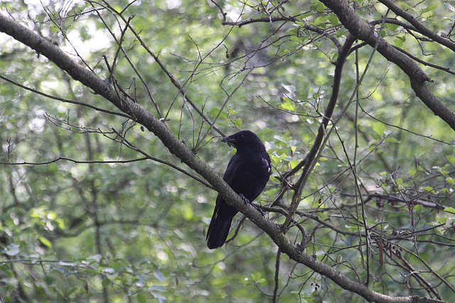 20100521 4102Aw [D~LIP] Rabenkrähe, Landschaftsgarten, Bad Salzuflen