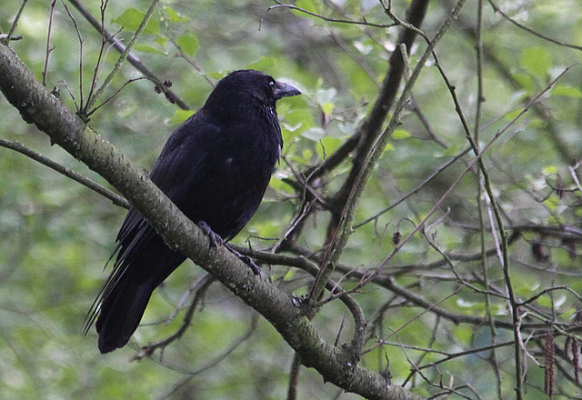 20100521 4103Aw [D~LIP] Rabenkrähe, Landschaftsgarten, Bad Salzuflen